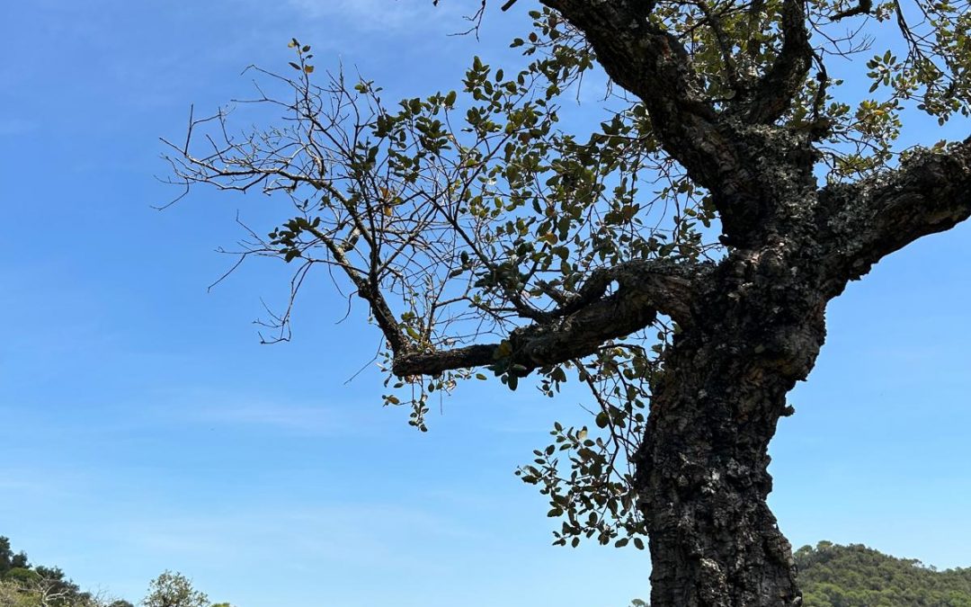 Quand la forêt parle